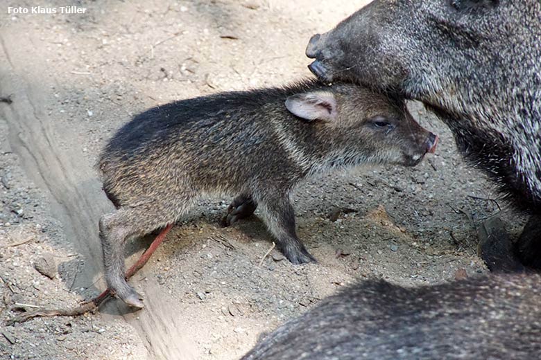 Frisch geborenes Halsbandpekari-Jungtier mit Nabelschnur am 31. August 2019 auf der Außenanlage im Zoo Wuppertal (Foto Klaus Tüller)