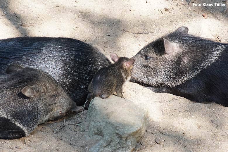 Halsbandpekaris mit Jungtier am 31. August 2019 auf der Außenanlage im Zoologischen Garten der Stadt Wuppertal (Foto Klaus Tüller)