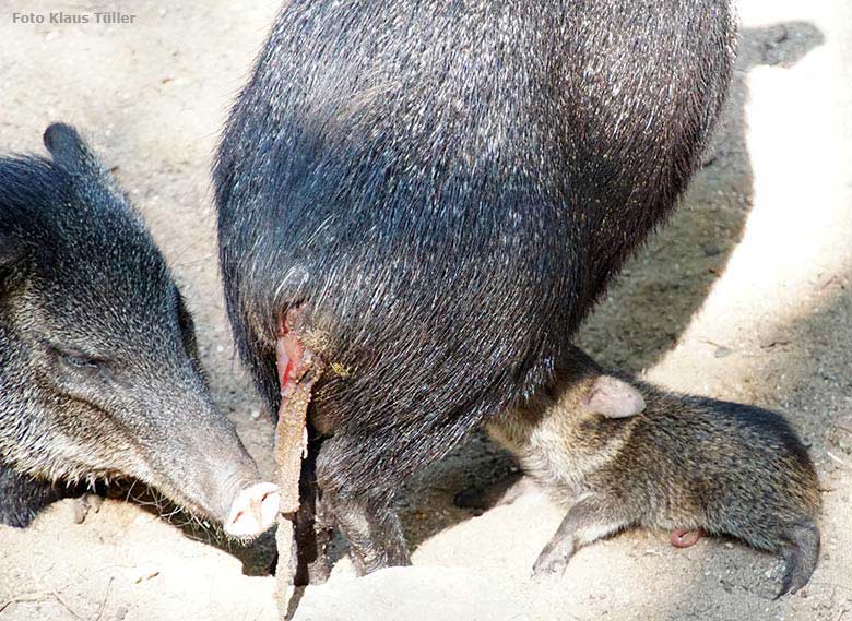 Halsbandpekari mit Jungtier und Nachgeburt am 31. August 2019 auf der Außenanlage im Grünen Zoo Wuppertal (Foto Klaus Tüller)