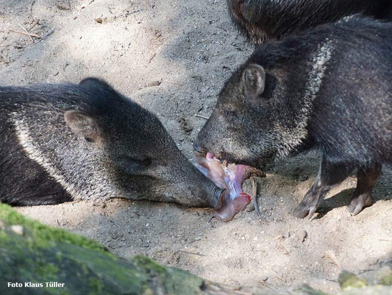 Halsbandpekaris fressen Nachgeburt am 31. August 2019 auf der Außenanlage im Zoo Wuppertal (Foto Klaus Tüller)