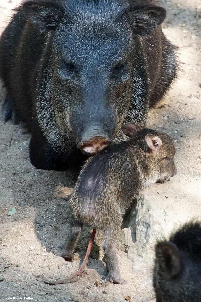 Halsbandpekari mit einem frisch geborenen Jungtier am 31. August 2019 auf der Außenanlage im Zoologischen Garten Wuppertal (Foto Klaus Tüller)