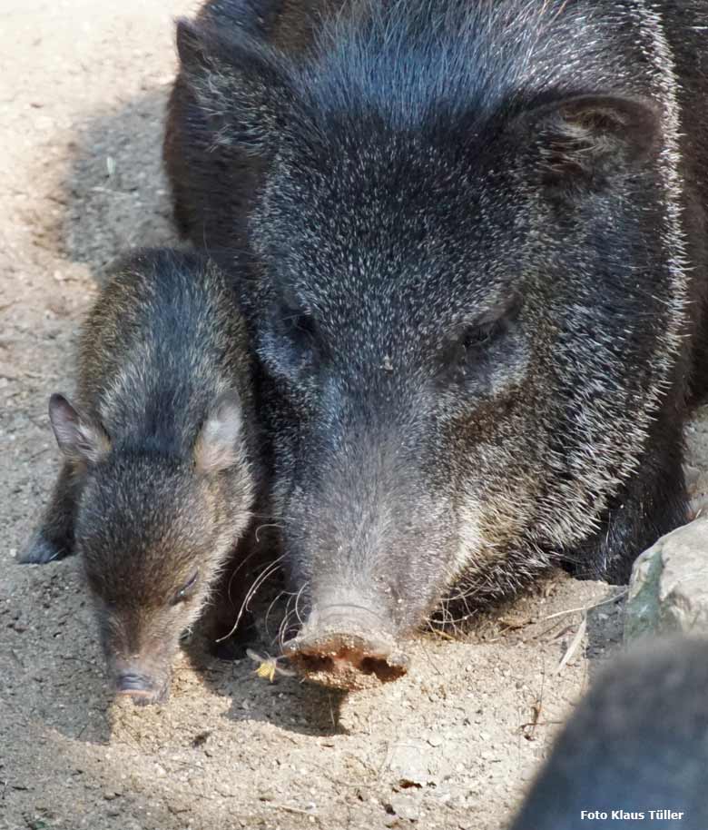 Halsbandpekari mit Jungtier am 31. August 2019 auf der Außenanlage im Grünen Zoo Wuppertal (Foto Klaus Tüller)