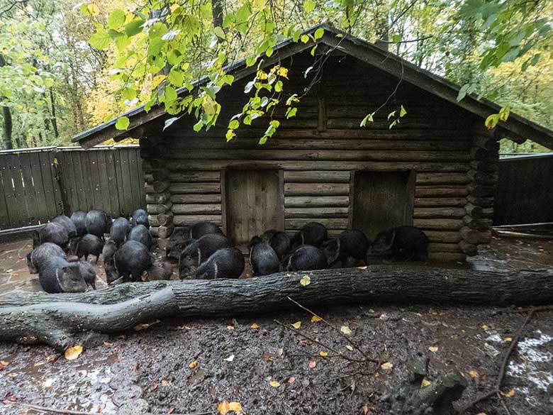 Halsbandpekaris am 7. November 2019 auf der bisherigen Außenanlage im Zoologischen Garten Wuppertal