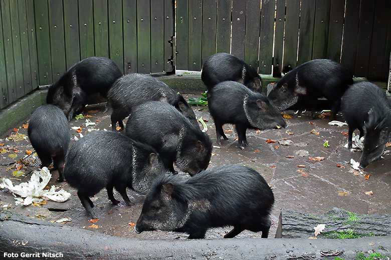 Halsbandpekaris auf der bisherigen Außenanlage am 26. November 2019 im Grünen Zoo Wuppertal (Foto Gerrit Nitsch)