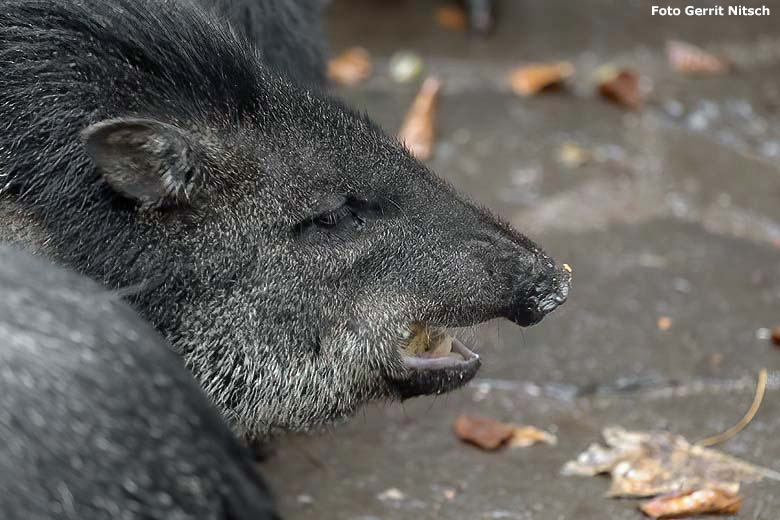 Halsbandpekari auf der bisherigen Außenanlage am 26. November 2019 im Zoo Wuppertal (Foto Gerrit Nitsch)