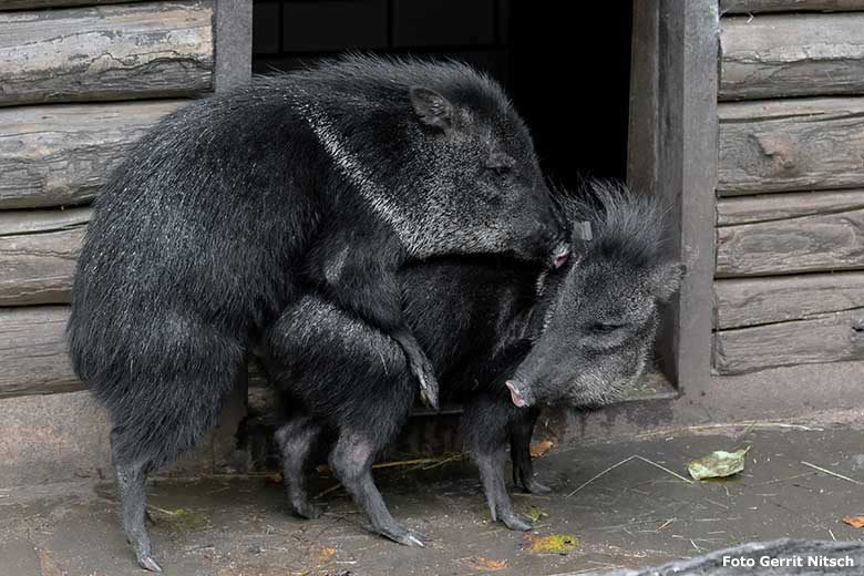 Halsbandpekaris auf der bisherigen Außenanlage am 26. November 2019 im Wuppertaler Zoo (Foto Gerrit Nitsch)