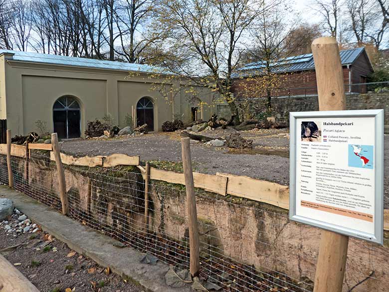 Neue Außenanlage für Halsbandpekaris am 29. November 2019 am Südamerika-Haus im Grünen Zoo Wuppertal