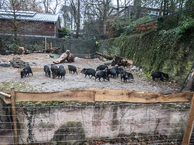 Alle fünfzehn Halsbandpekaris am 8. Dezember 2019 auf der Außenanlage am Südamerika-Haus im Grünen Zoo Wuppertal