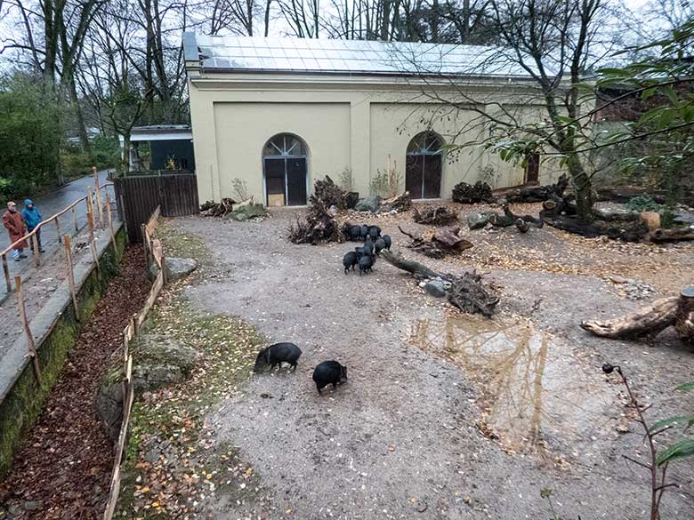 Halsbandpekaris am 8. Dezember 2019 auf der Außenanlage am Südamerika-Haus im Zoologischen Garten Wuppertal