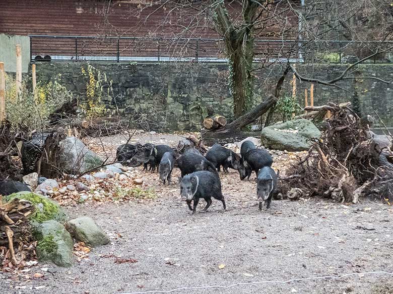 Halsbandpekaris am 8. Dezember 2019 auf der Außenanlage am Südamerika-Haus im Zoo Wuppertal