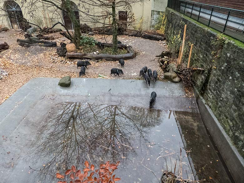 Halsbandpekaris am 8. Dezember 2019 auf der Außenanlage am Südamerika-Haus im Wuppertaler Zoo