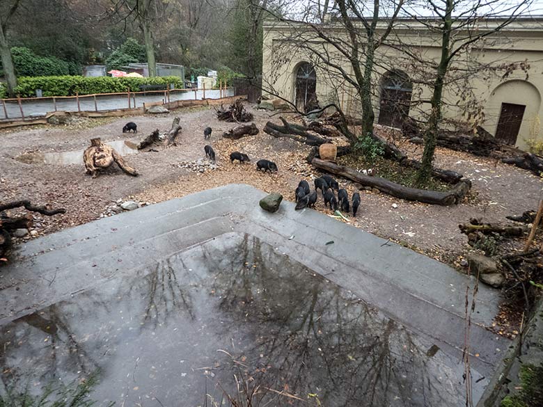 Halsbandpekaris am 8. Dezember 2019 auf der Außenanlage am Südamerika-Haus im Grünen Zoo Wuppertal