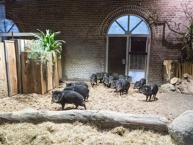 Halsbandpekaris am 8. Dezember 2019 im Innengehege im Südamerika-Haus im Wuppertaler Zoo