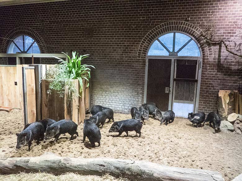 Alle fünfzehn Halsbandpekaris am 8. Dezember 2019 im Innengehege im Südamerika-Haus im Zoologischen Garten Wuppertal