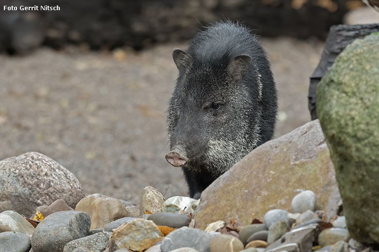 Halsbandpekari am 15. Dezember 2019 auf der Außenanlage am Südamerika-Haus im Grünen Zoo Wuppertal (Foto Gerrit Nitsch)