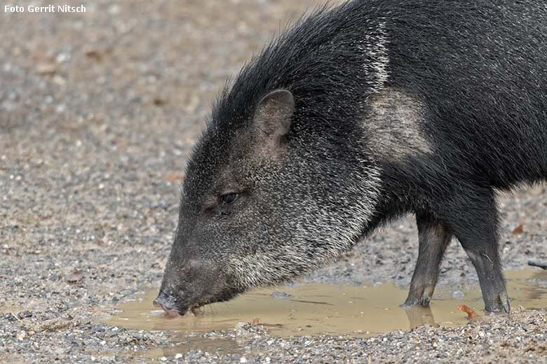 Halsbandpekari am 15. Dezember 2019 auf der Außenanlage am Südamerika-Haus im Wuppertaler Zoo (Foto Gerrit Nitsch)