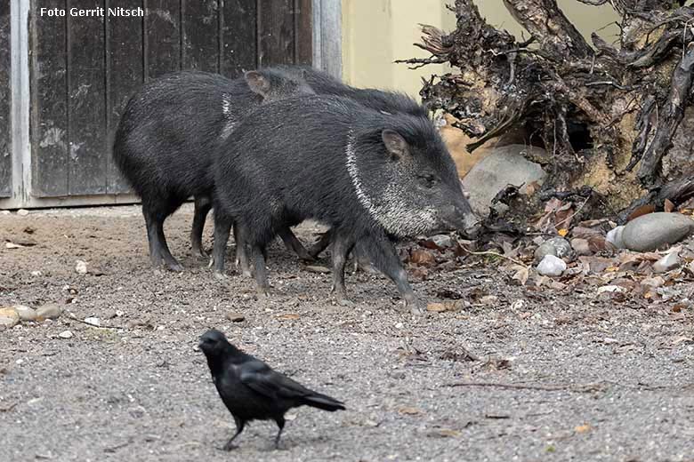 Halsbandpekaris am 15. Dezember 2019 auf der Außenanlage am Südamerika-Haus im Zoo Wuppertal (Foto Gerrit Nitsch)