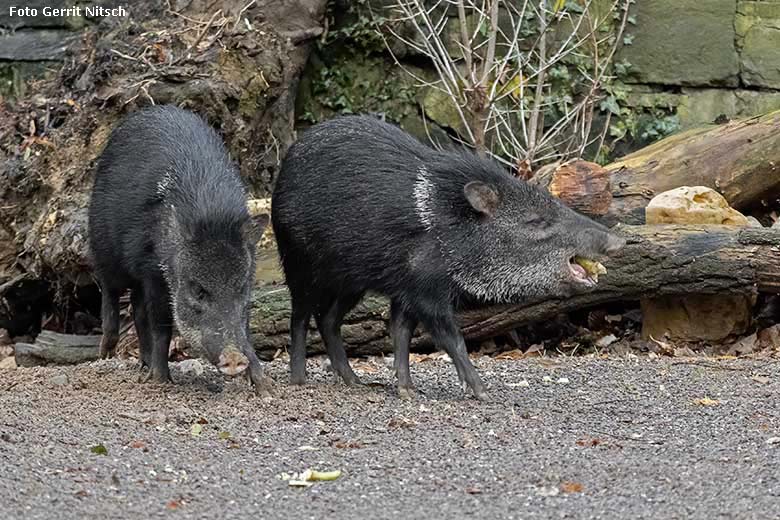 Halsbandpekaris am 15. Dezember 2019 auf der Außenanlage am Südamerika-Haus im Grünen Zoo Wuppertal (Foto Gerrit Nitsch)