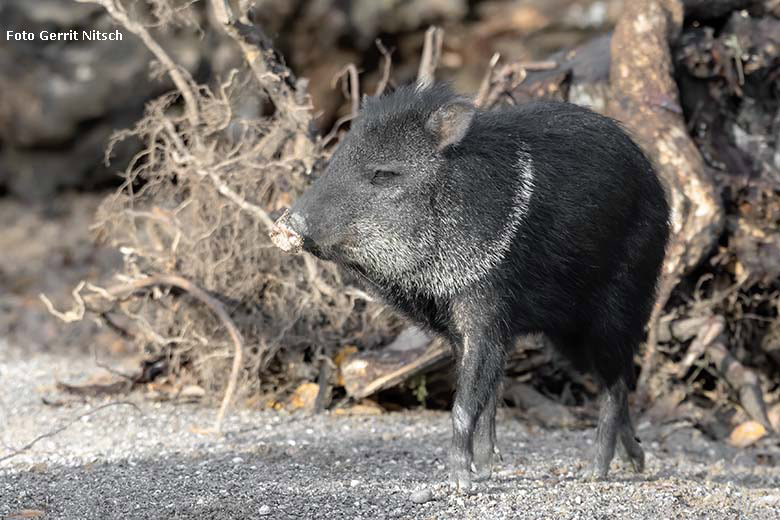 Halsbandpekari am 15. Dezember 2019 auf der Außenanlage am Südamerika-Haus im Zoologischen Garten der Stadt Wuppertal (Foto Gerrit Nitsch)