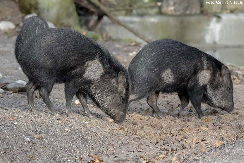 Halsbandpekaris am 15. Dezember 2019 auf der Außenanlage am Südamerika-Haus im Wuppertaler Zoo (Foto Gerrit Nitsch)