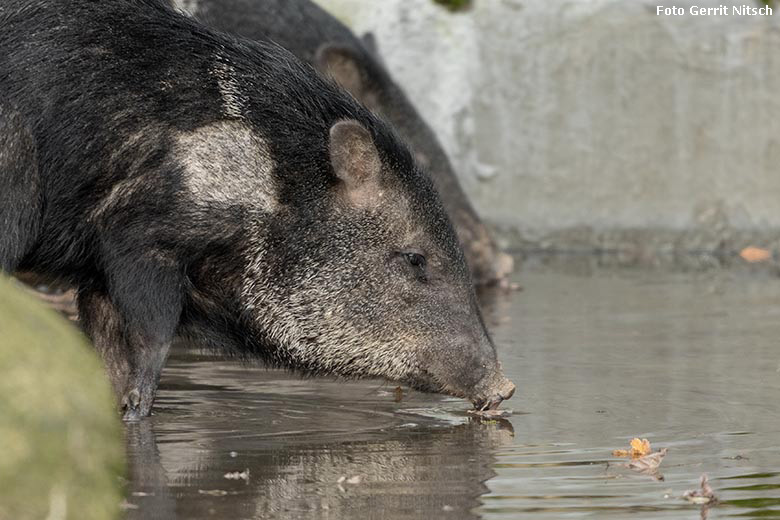 Halsbandpekari am 17. Dezember 2019 am Wasser des Beckens auf der Außenanlage am Südamerika-Haus im Grünen Zoo Wuppertal (Foto Gerrit Nitsch)