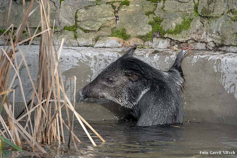 Halsbandpekari am 17. Dezember 2019 im Wasser des Beckens auf der Außenanlage am Südamerika-Haus im Zoologischen Garten Wuppertal (Foto Gerrit Nitsch)