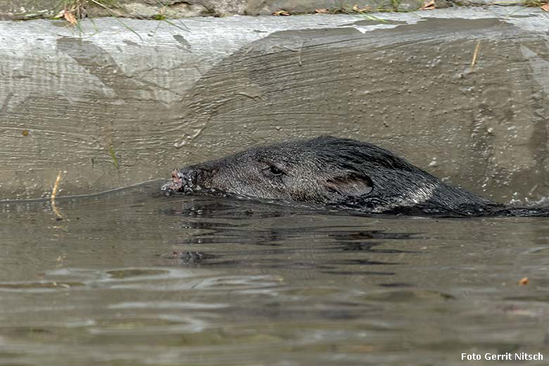 Halsbandpekari am 17. Dezember 2019 im Wasser des Beckens auf der Außenanlage am Südamerika-Haus im Wuppertaler Zoo (Foto Gerrit Nitsch)