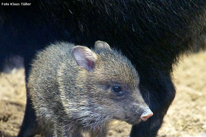 Halsbandpekari-Jungtier am 17. Februar 2020 im Grünen Zoo Wuppertal (Foto Klaus Tüller)