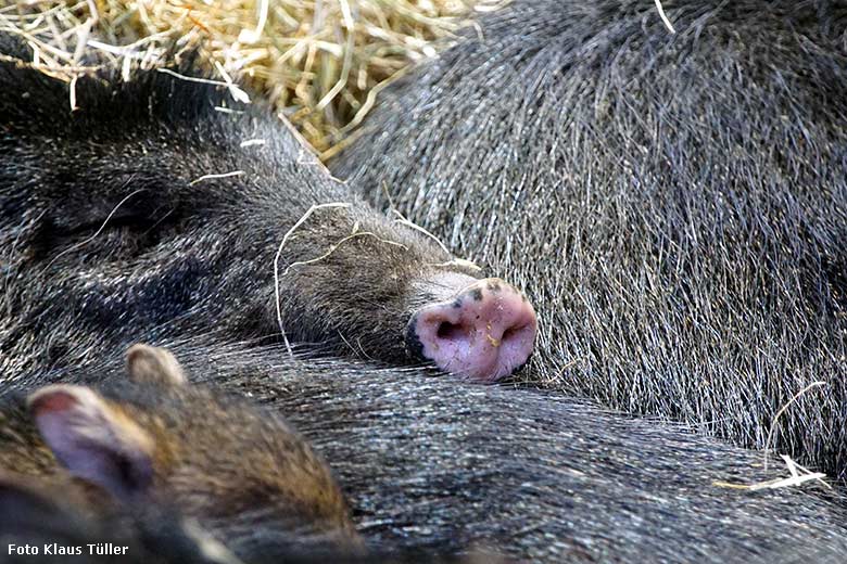 Halsbandpekari am 22. Februar 2020 im Südamerika-Haus im Zoologischen Garten Wuppertal (Foto Klaus Tüller)