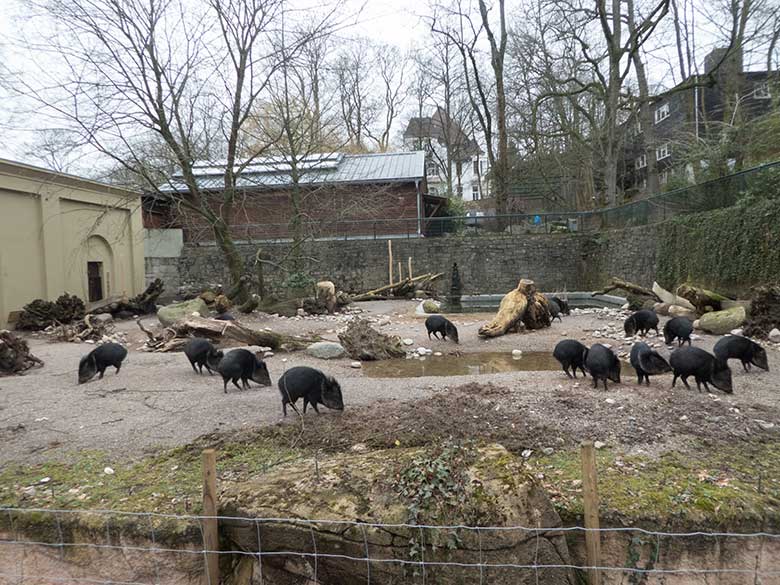 Halsbandpekaris am 2. März 2020 auf der Außenanlage am Südamerika-Haus im Grünen Zoo Wuppertal