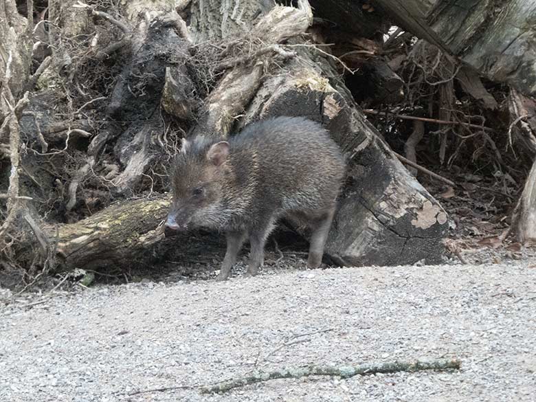 Halsbandpekari-Jungtier am 2. März 2020 auf der Außenanlage am Südamerika-Haus im Zoologischen Garten Wuppertal