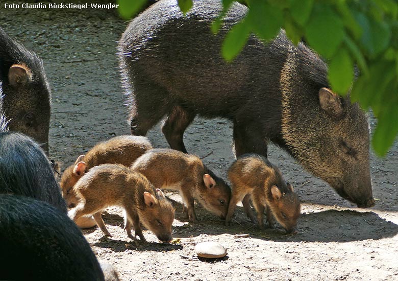 Halsbandpekaris mit Jungtieren am 14. Mai 2020 auf der Außenanlage am Südamerika-Haus im Wuppertaler Zoo (Foto Claudia Böckstiegel-Wengler)