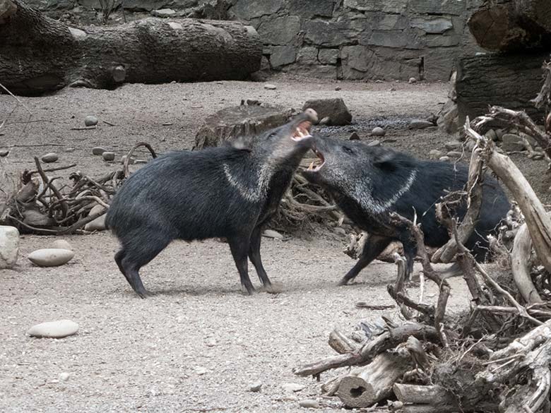 Halsbandpekaris nach der Paarung am 14. Juni 2020 auf der Außenanlage am Südamerika-Haus im Wuppertaler Zoo