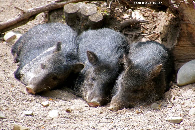 Ruhende Halsbandpekaris am 14. Juli 2020 auf der Außenanlage am Südamerika-Haus im Zoologischen Garten der Stadt Wuppertal (Foto Klaus Tüller)