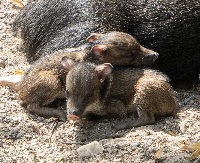 Halsbandpekari-Jungtiere am 19. Juli 2020 auf der Außenanlage am Südamerika-Haus im Wuppertaler Zoo