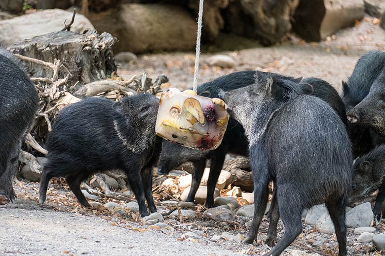 Halsbandpekaris mit Eis am 4. August 2020 auf der Außenanlage am Südamerika-Haus im Grünen Zoo Wuppertal