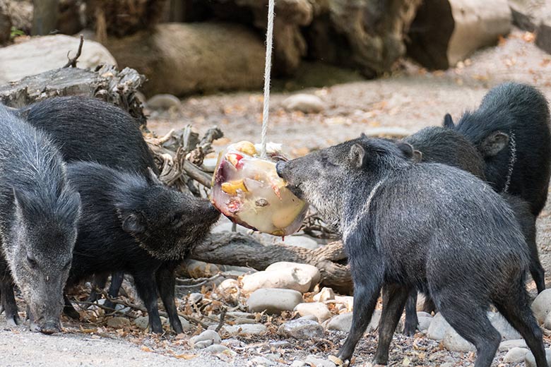 Halsbandpekaris mit Eis am 4. August 2020 auf der Außenanlage am Südamerika-Haus im Zoologischen Garten Wuppertal