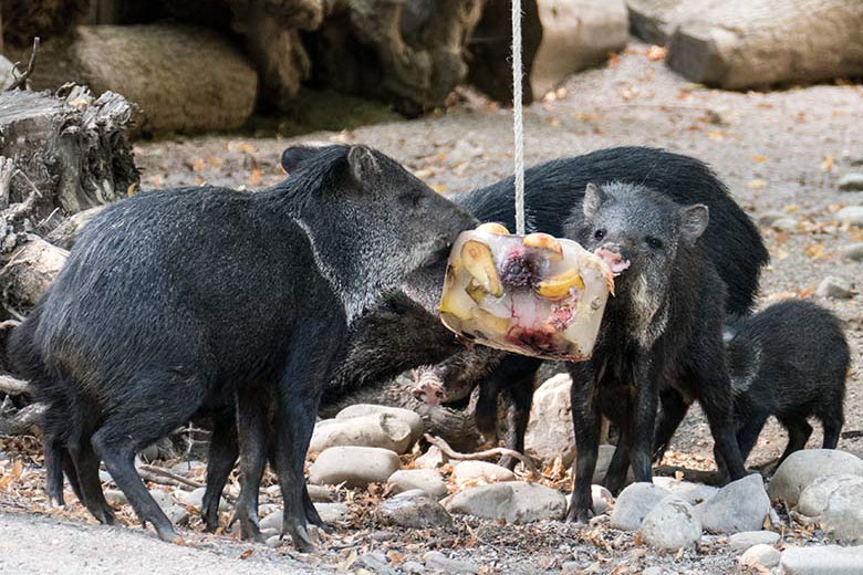 Halsbandpekaris mit Eis am 4. August 2020 auf der Außenanlage am Südamerika-Haus im Zoo Wuppertal