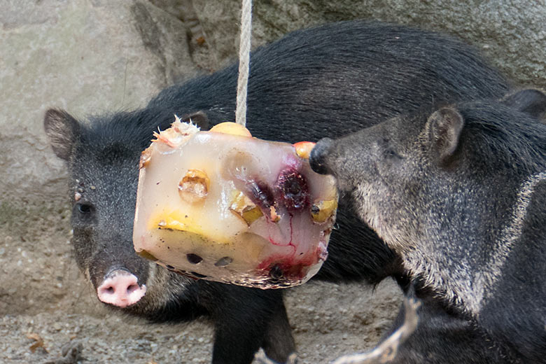 Halsbandpekaris mit Eis am 4. August 2020 auf der Außenanlage am Südamerika-Haus im Wuppertaler Zoo