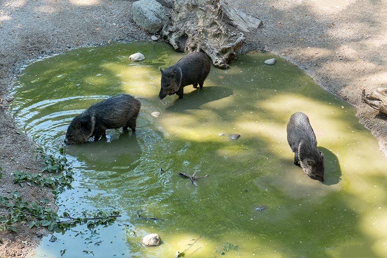 Halsbandpekaris am 7. August 2020 in der Wasser-Suhle auf der Außenanlage am Südamerika-Haus im Zoologischen Garten Wuppertal