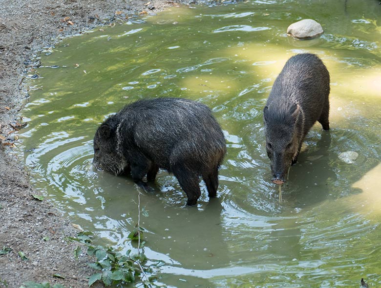 Halsbandpekaris am 7. August 2020 in der Wasser-Suhle auf der Außenanlage am Südamerika-Haus im Wuppertaler Zoo