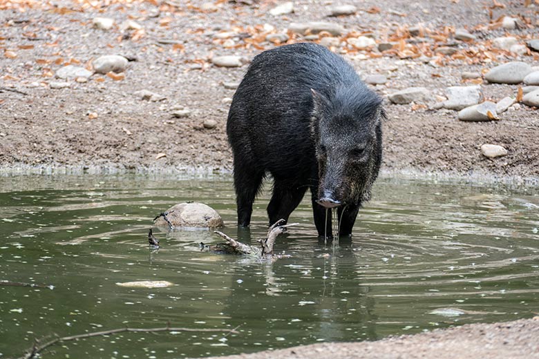 Halsbandpekari am 9. August 2020 im Wasser der Außenanlage am Südamerika-Haus im Zoologischen Garten der Stadt Wuppertal