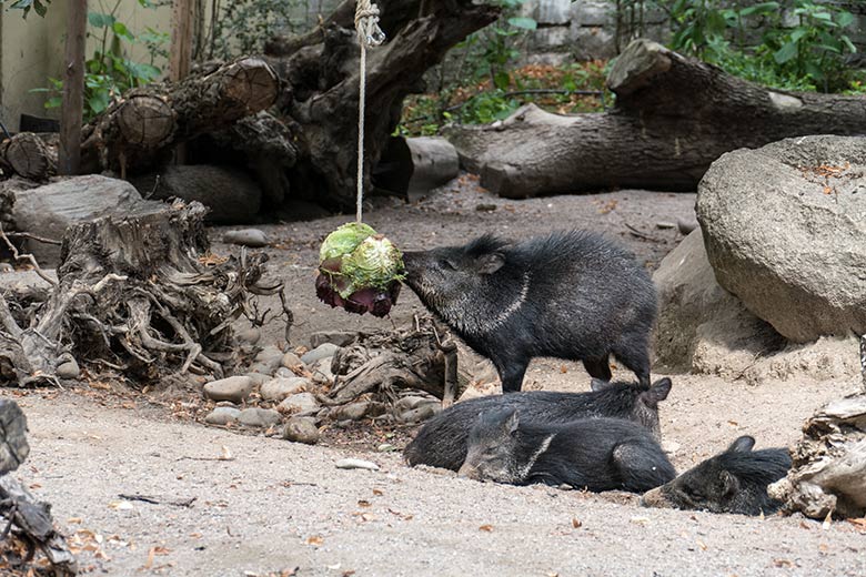 An Kohlblättern knabberndes Halsbandpekari am 9. August 2020 auf der Außenanlage am Südamerika-Haus im Grünen Zoo Wuppertal