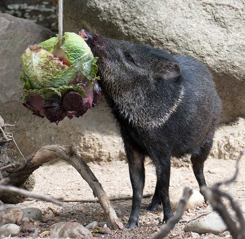 An Kohlblättern knabberndes Halsbandpekari am 9. August 2020 auf der Außenanlage am Südamerika-Haus im Zoo Wuppertal