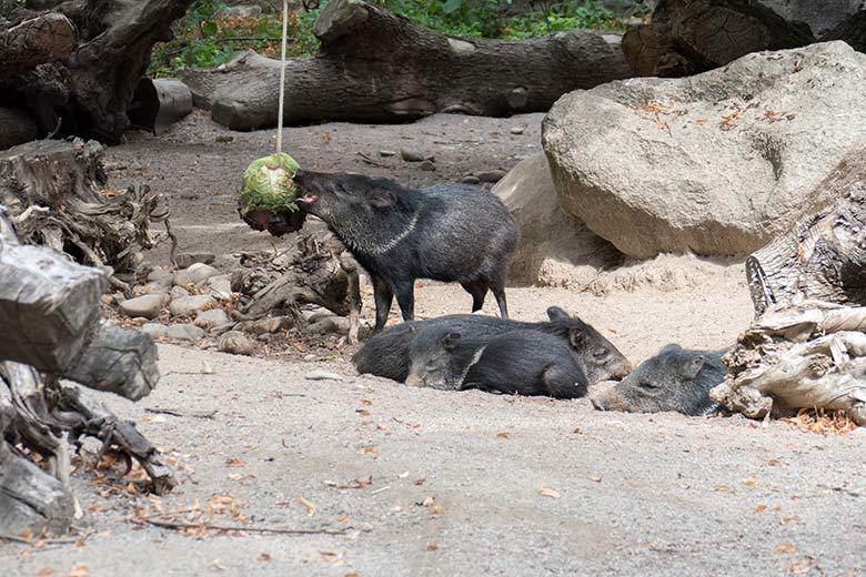 An Kohlblättern knabberndes Halsbandpekari am 9. August 2020 auf der Außenanlage am Südamerika-Haus im Wuppertaler Zoo