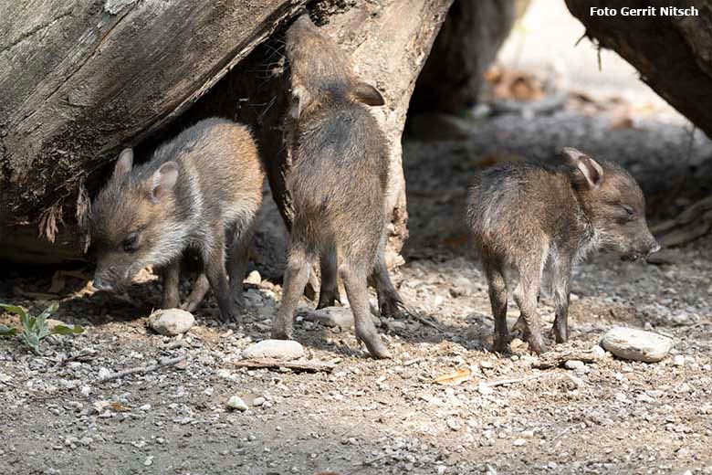 Halsbandpekari-Jungtiere am 11. August 2020 auf der Außenanlage am Südamerika-Haus im Grünen Zoo Wuppertal (Foto Gerrit Nitsch)