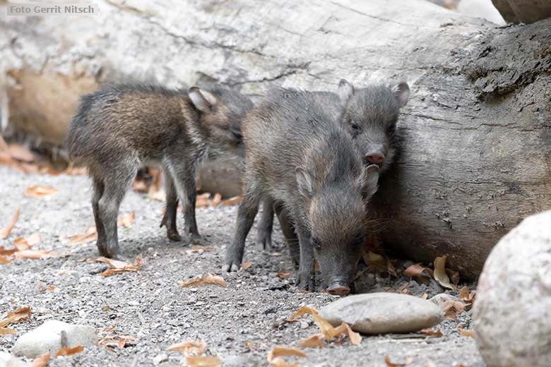 Halsbandpekari-Jungtiere am 11. August 2020 auf der Außenanlage am Südamerika-Haus im Zoologischen Garten Wuppertal (Foto Gerrit Nitsch)