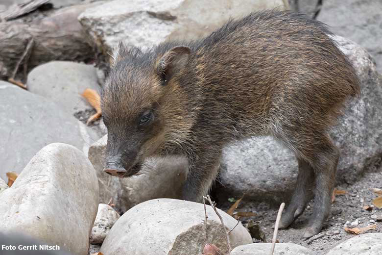 Halsbandpekari-Jungtier am 11. August 2020 auf der Außenanlage am Südamerika-Haus im Wuppertaler Zoo (Foto Gerrit Nitsch)