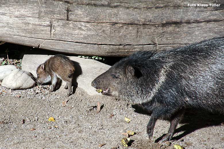 Halsbandpekari mit Jungtier am 6. September 2020 auf der Außenanlage am Südamerika-Haus im Wuppertaler Zoo (Foto Klaus Tüller)