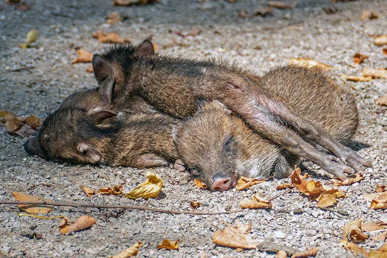 Ein Haufen Halsbandpekari-Jungtiere am 14. September 2020 auf der Außenanlage am Südamerika-Haus im Grünen Zoo Wuppertal